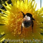 Hummel-auf-Lwenzahn_VDN_Tanya-Zeller-b_thumb