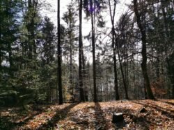 Winterliche Impressionen 5