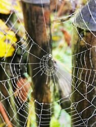 Fangarme imn Spätherbst, Foto: Boris Rap