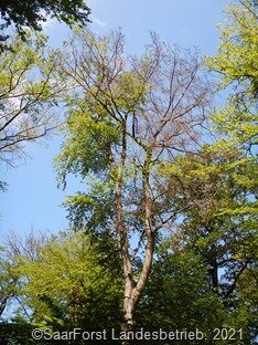 Waldschäden an Buchen