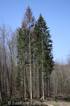 (c)_SFL_Waldschäden_Fichte