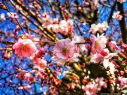 Die Natur blüht auf