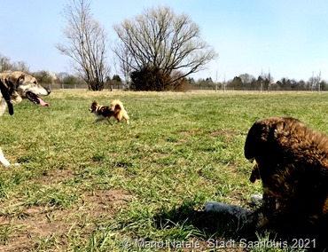 Bald können sich viele Hunde auf der neuen Hundefreilauffläche am Saaraltarm Saarlouis austoben (Foto: Mario Natale, Amt für Freiflächen- und Landschaftsplanung, Kreisstadt Saarlouis)