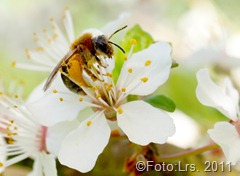 Bienen-Bestäubung Wild-Mirabellenbaum